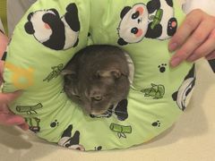 -艾吉宠物医院·疑难杂症转诊中心·猫友好(碧江路院)