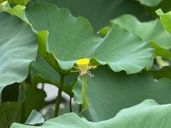 -荷塘月色湿地公园·向阳花洲