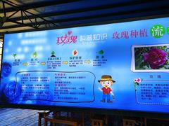 -亚龙湾国际玫瑰谷