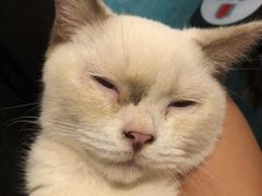 -猫小院猫主题咖啡厅(北锣店)