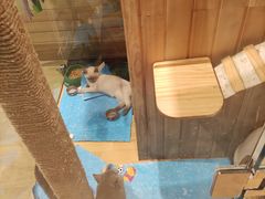 -藏猫猫咖啡主题馆(中央大道店)