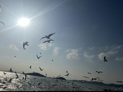 -阳澄湖半岛旅游度假区