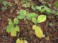 -丹东天桥沟景区