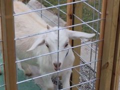 -前小桔亲子创意农场·草莓采摘·露营烧烤