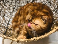 -飞行喵MR PILOT|猫舍·猫咖(静安大融城店)