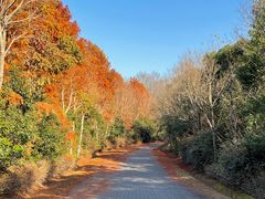 -上海海湾国家森林公园