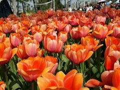 -瑶湖郊野森林公园