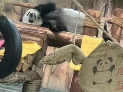 -泉州海丝野生动物世界