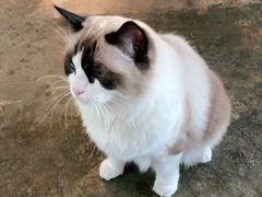 -喵屿·大理花园猫咖