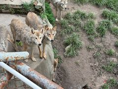-哈尔滨北方森林动物园