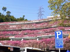 -深圳仙湖植物园