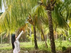 -兴隆槟榔园休闲农庄