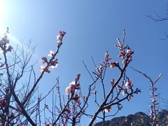 -北京鹫峰国家森林公园