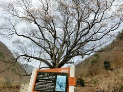 -黑河国家森林公园