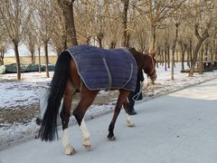 -北京群众马术培训基地