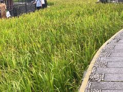 -龙头寺公园