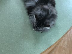 -猫和宫(六道口店)