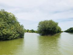 -大湾区中央湿地公园