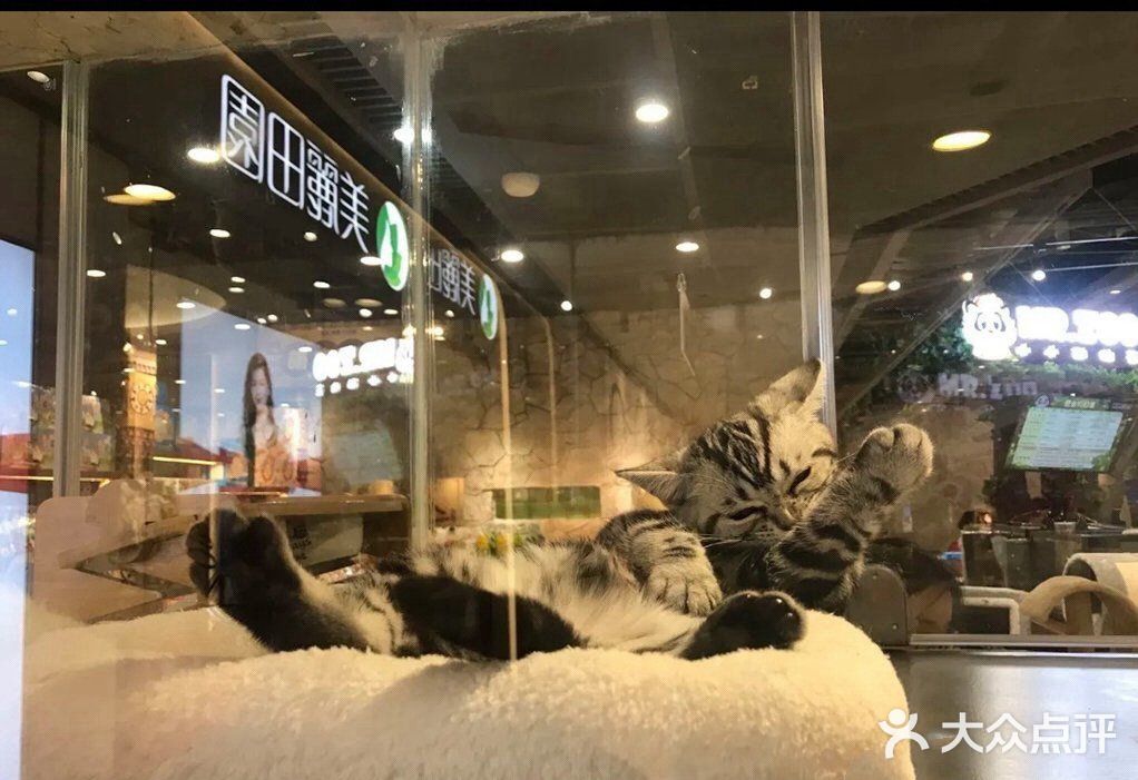 [加油]超可爱的室内动物园！