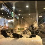 [加油]超可爱的室内动物园！