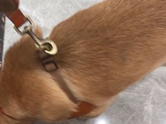 -艾贝尔宠物医院·宠保定点·超声绝育·免疫点(樱花路店)