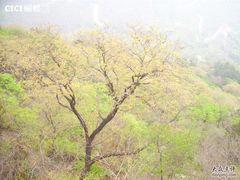 -北京鹫峰国家森林公园