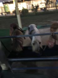 -萌宠亲子动物乐园(槐房万达店)