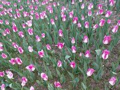 -长春公园(普阳街道)