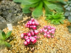 -中国科学院华南植物园