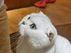 -有猫主题·治愈系猫咖(曾厝垵店)
