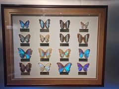 -上海昆虫博物馆