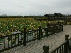 -天津东丽湖风景区