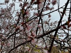 -桃花堤公园