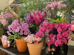 -PlantsEatery·植物食堂(REX春熙店)