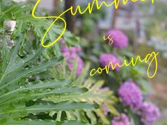 -Jo's Garden