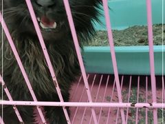 -瑞鹏宠物医院·内科·中兽医·骨科(苗圃店)