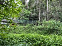 -西双版纳原始森林公园