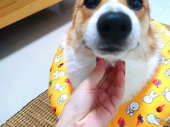 -安安宠医宠物医院·异宠·犬猫内科(岳阳分院)