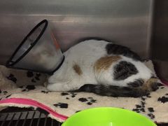 -暖阳宠物医院·犬猫康复中心·骨科
