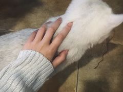 -共舞时光猫咖·狗咖(新街口店)