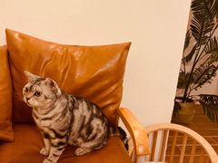 -猫友咖啡店(玉林西路店)