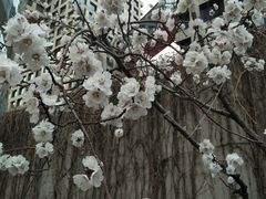 -蔓兰家的四季S0餐厅·融合菜(当代MOMA店)