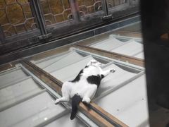 -猫的天空之城概念书店(杭州南宋御街店)