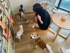-柴犬小屋·柴餐厅·狗咖食堂(金鼎广场店)