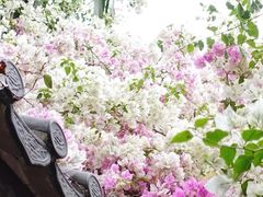 -深圳国际园林花卉博览园