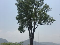-大树秋千