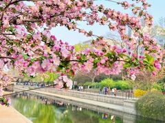 -海棠花溪(元大都城垣遗址公园)