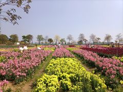 -天适樱花悠乐园