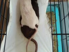 -桂林市花鸟市场