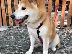 -柴犬高等学院·狗咖·柴犬售卖·宠物训练